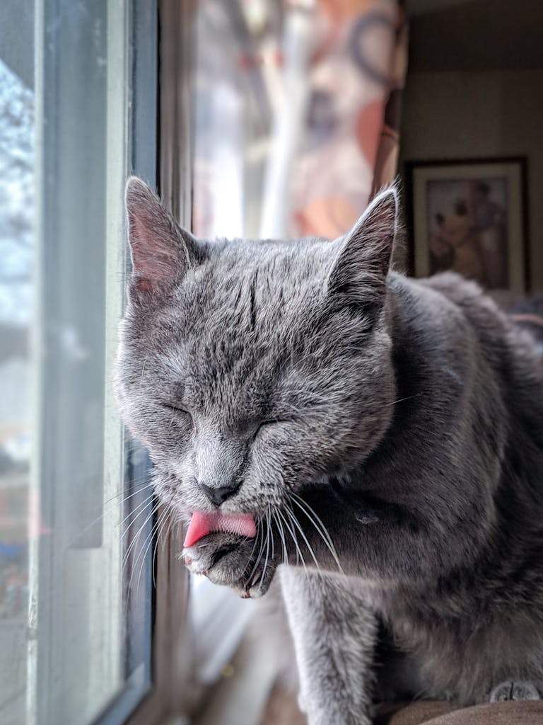 Grey domestic cat grooming its paw by a window, showcasing fur and whiskers.