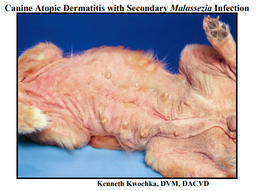 Perro con dermatitis atópica canina en tratamiento tópico