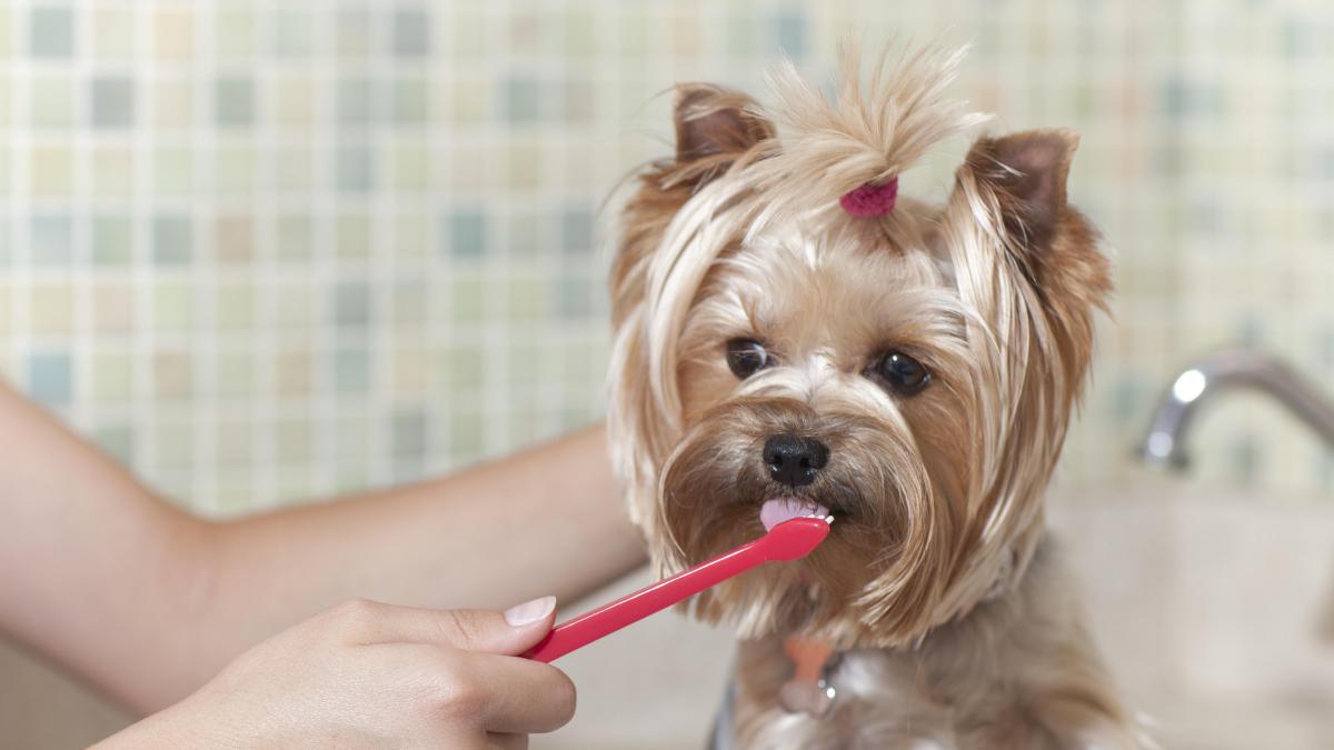 Gingivitis en perros y gatos y tratamiento fitoterápico adyuvante
