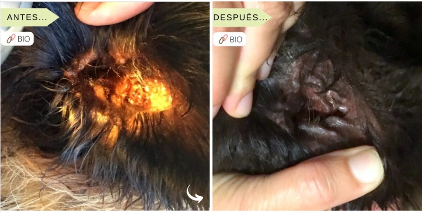Dermatitis Atópica Canina PARTE III: Hidrogel como apoyo en otitis por Malassezia