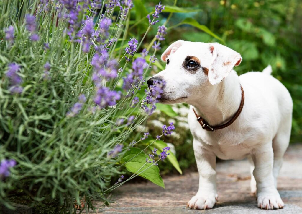 Aceite esencial de lavanda para caninos zen: un estudio fascinante!