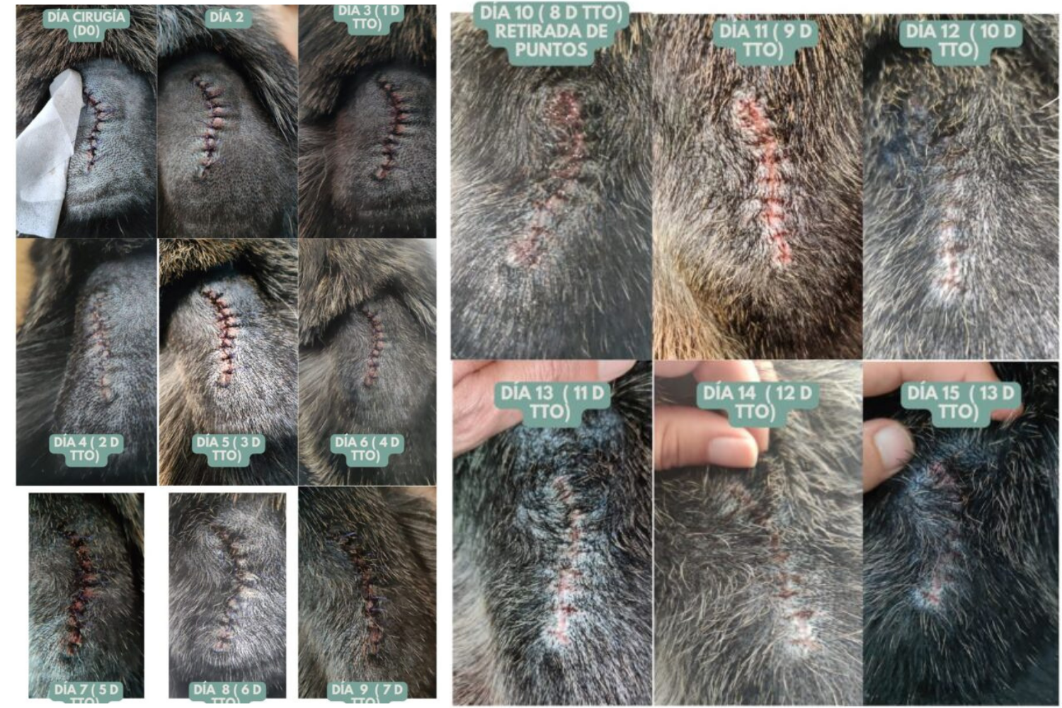 Caso clínico elaborado por una alumna del curso de Fitoaromaterapia Veterinaria: Cicatrización postquirúrgica.