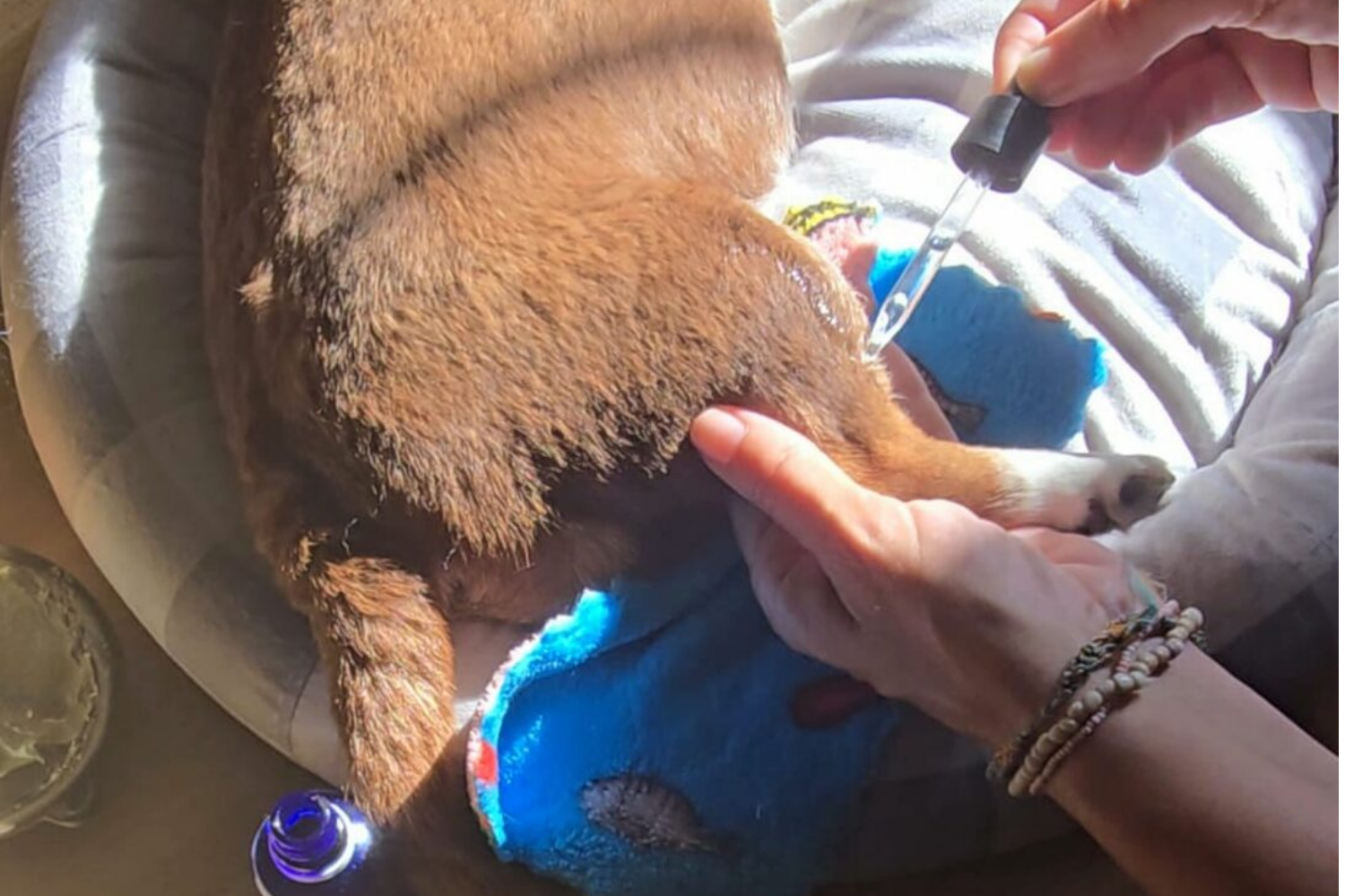 Fitoterapia aplicada al manejo del dolor e inflamación musculoesquelética en perros.