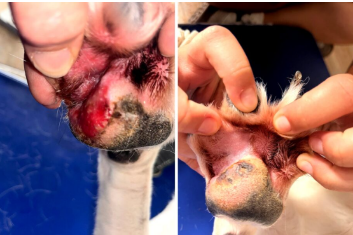 Caso práctico –  Estrategia de cicatrización de heridas: hidrogel filmógeno y ungüento reparador