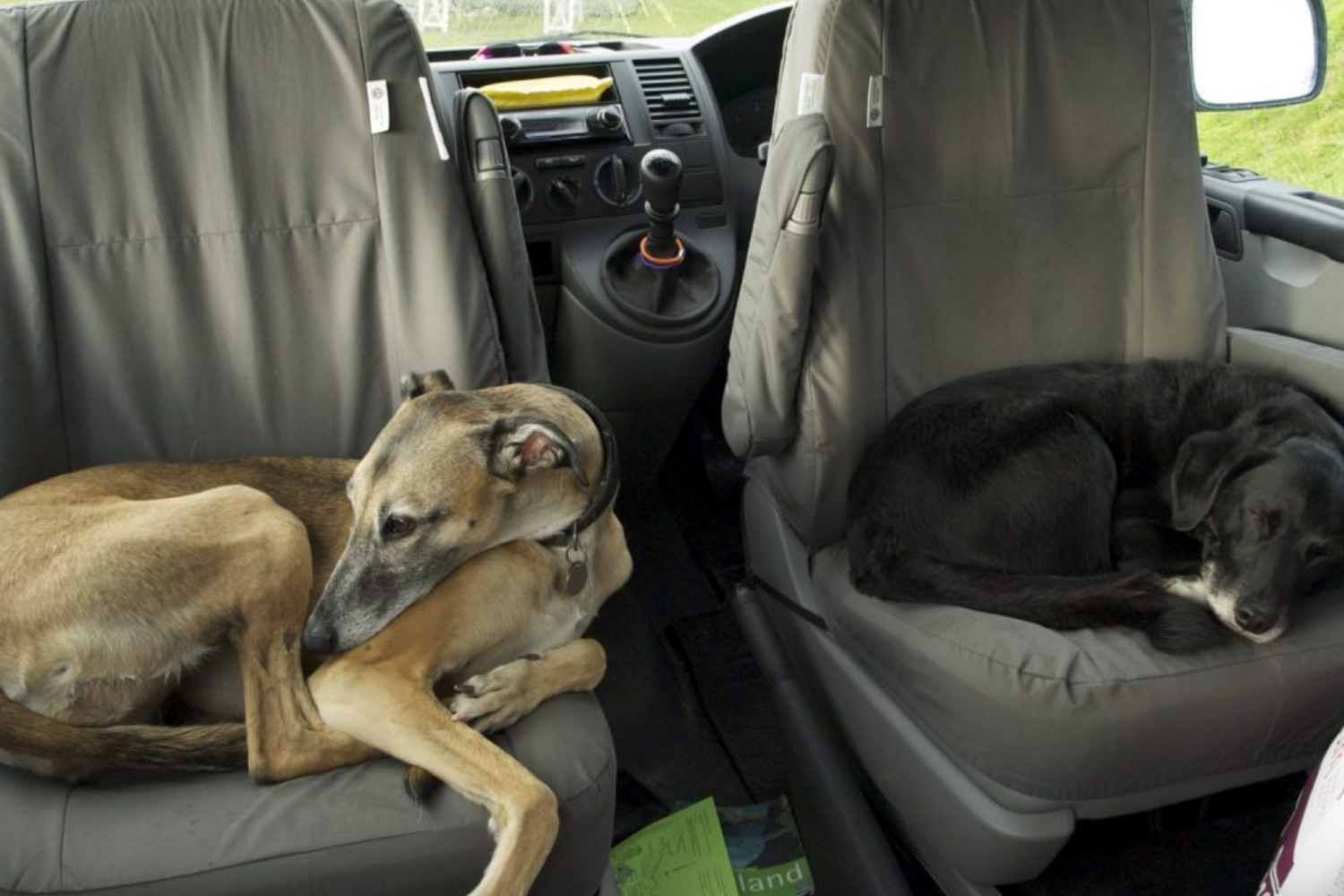 ¿Tu perro se estresa en el coche?, este estudio te interesa…