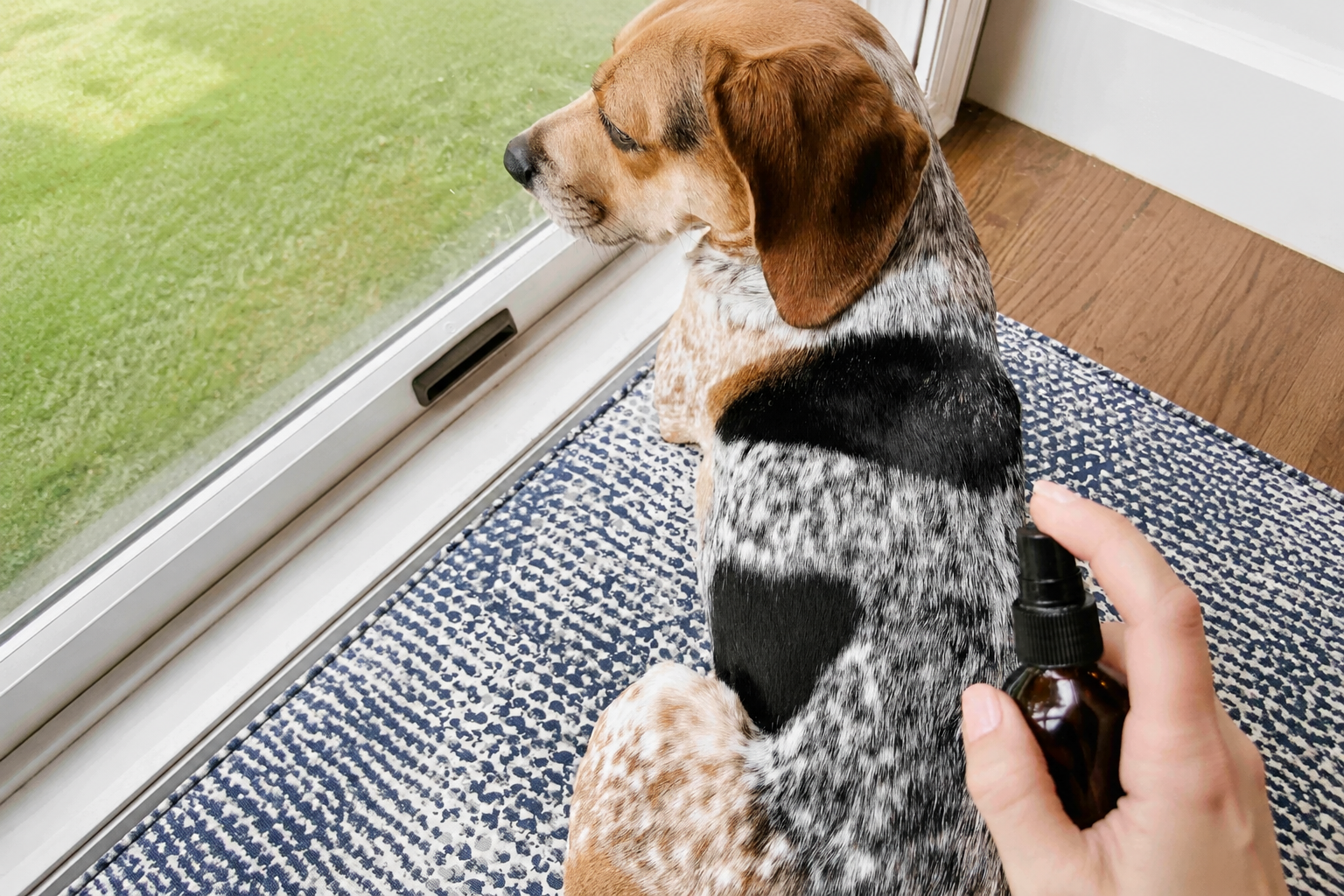 Aceites esenciales para combatir parásitos externos en perros: ¿una alternativa eficaz y segura?