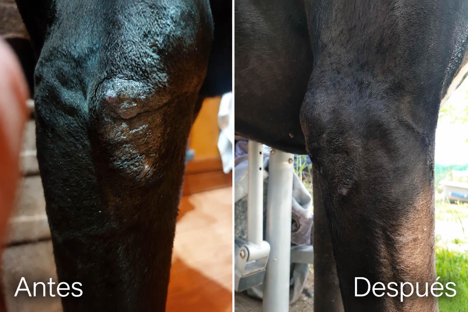 Callos posturales en perros: abordaje fitoaromaterapéutico desde una perspectiva integrativa