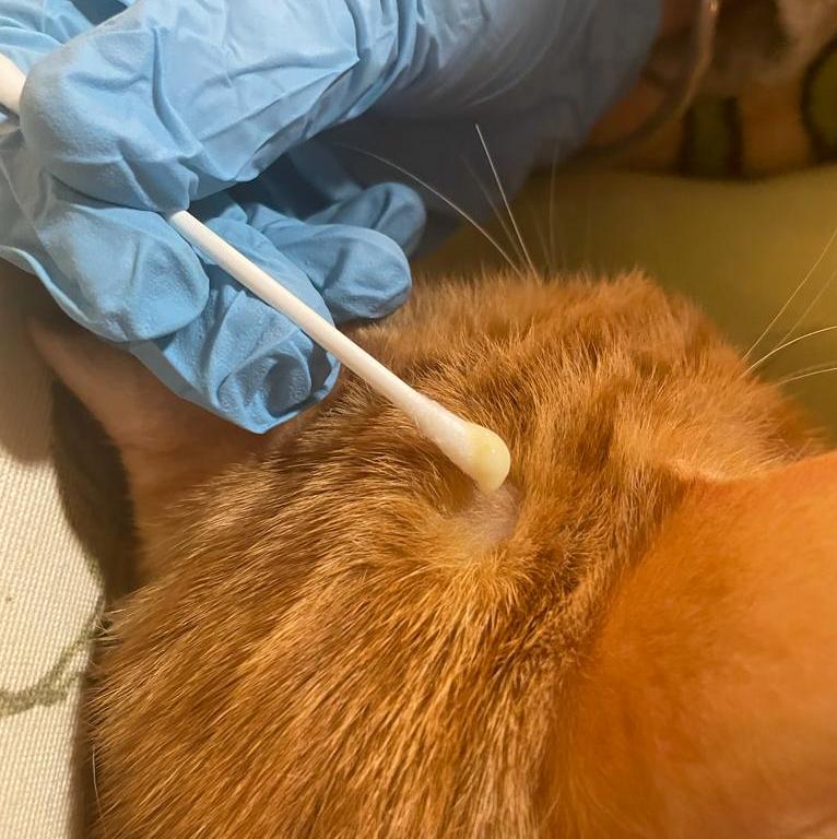 Rubi, dermatofitosis (tiña) localizada y tratamiento fitoaromaterápico adyuvante