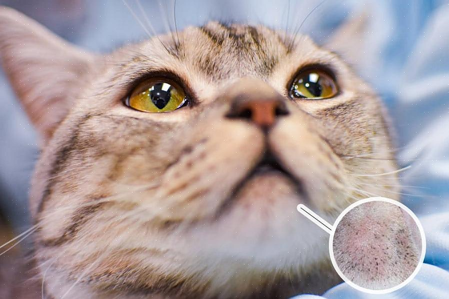 Acné felino y tratamiento fitoaromaterápico 