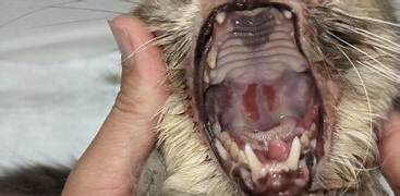 calicivirus felino úlceras orales