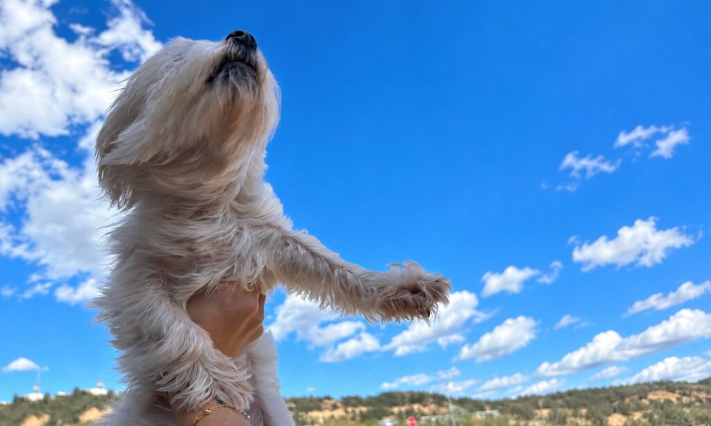 Senna, perrita de pelo blanco y piel delicada, bajo un cielo azul