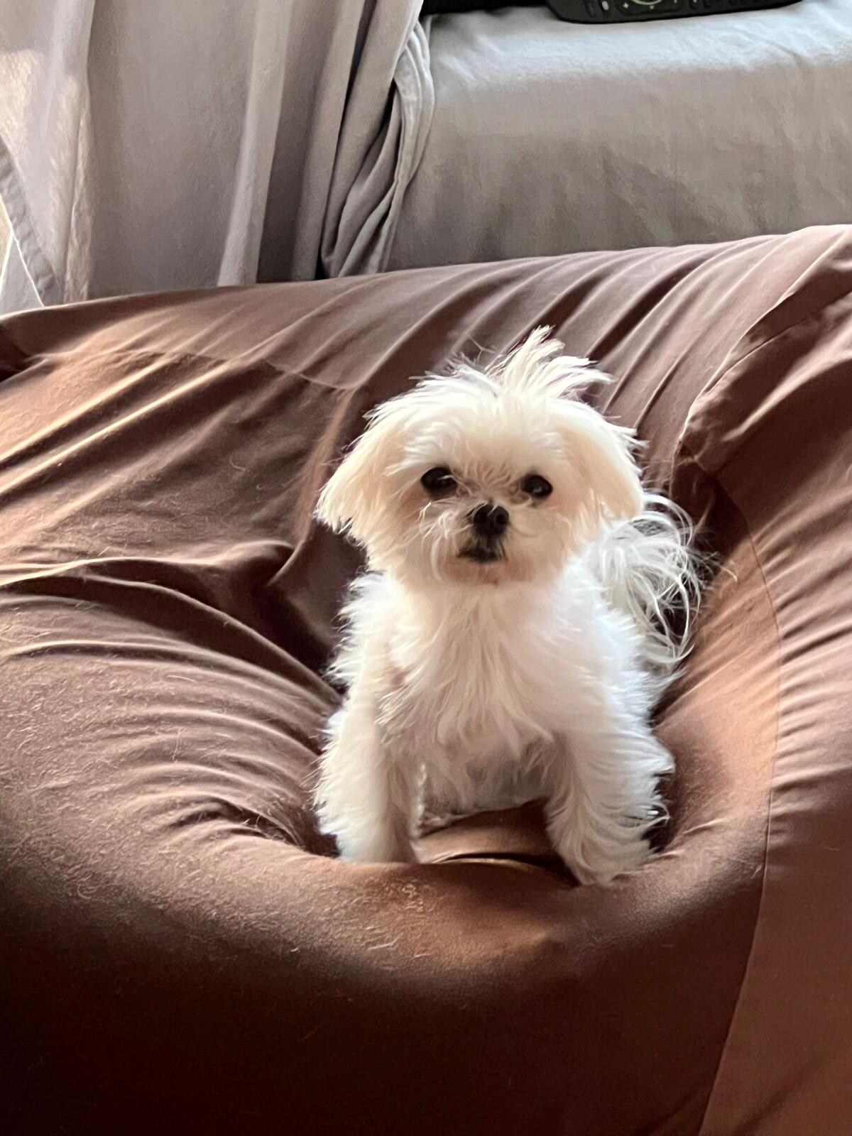 Senna sentada mostrando su pelo blanco
