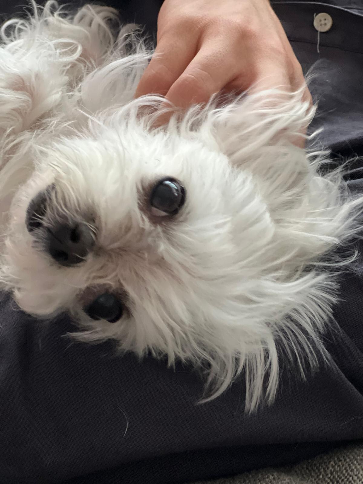 Primer plano de Senna, perrita de pelo blanco